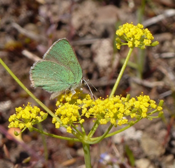Photo of Callophrys affinis by Moralea Milne